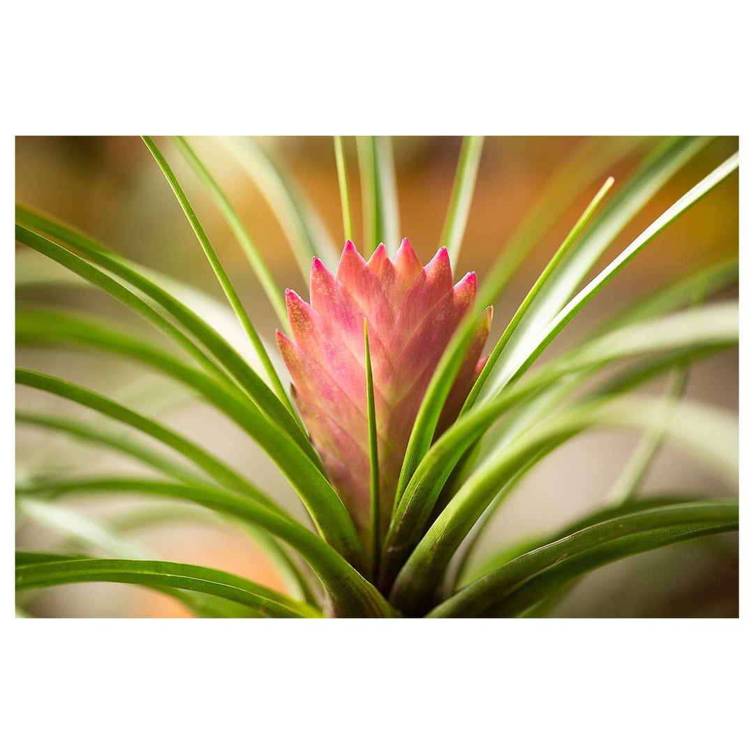 Heirloom Non-GMO Tillandsia Cyanea Flower Seeds for Planting – Pink Quill Air Plant Blooms | Neera Seeds product photo [neera-v4-4b1d8af43e9704eecb37]