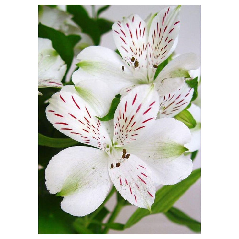 White Alstroemeria Seeds for Planting – Heirloom Non-GMO High Germination Organic Garden Flower Seeds | Neera Seeds product photo [neera-v4-4b2736e3cb481a277f85]