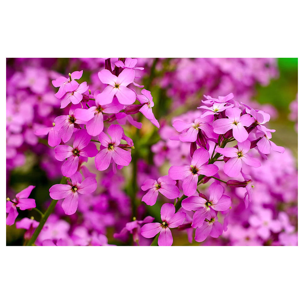 Heirloom Non-GMO Fuchsia Dames Rocket Flower Seeds for Planting – Fragrant Pollinator-Friendly Garden Blooms | Neera Seeds product photo [neera-v4-4b2f6b2262b1056697e8]