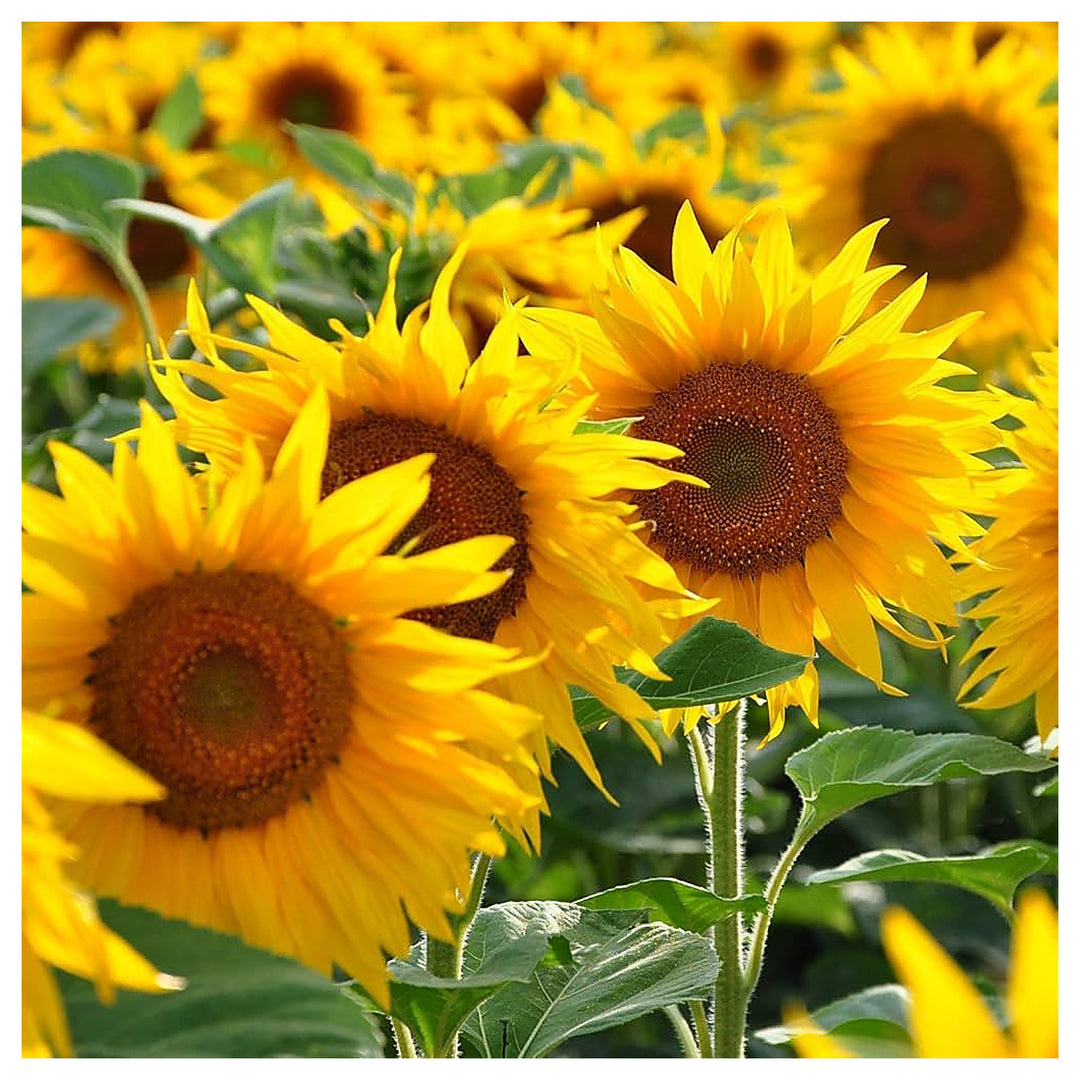 Yellow &amp; Red Sunflower Heirloom Non-GMO Seeds for Planting – High Germination Organic Garden Seeds for Bold Blooms | Neera Seeds product photo [neera-v4-4b3134998523d28dd264]