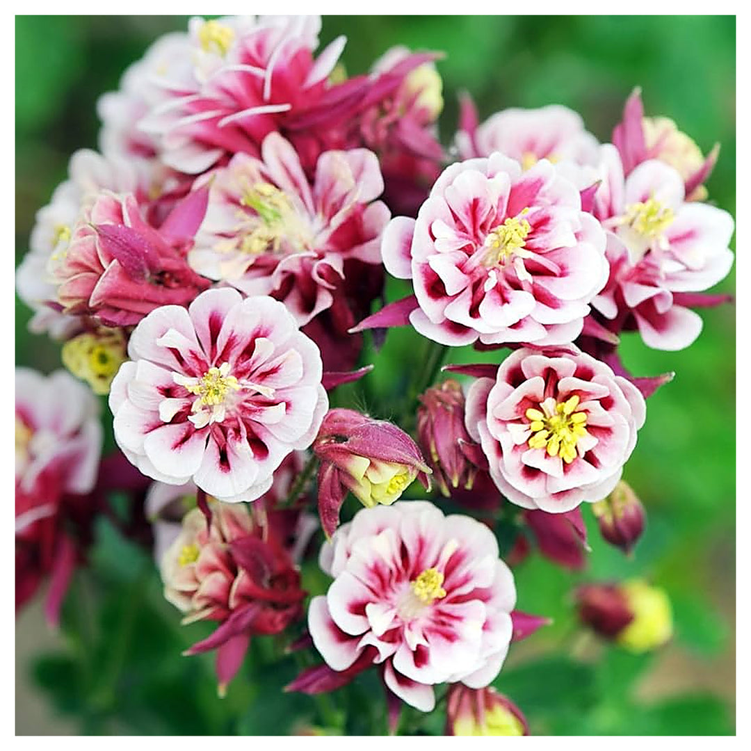 Winky Double Mix Columbine Aquilegia Flower For Planting Flower Seeds for Home Garden Planting, | Neera Seeds product photo [neera-v4-4b3ac2ab63e162ac92ef]