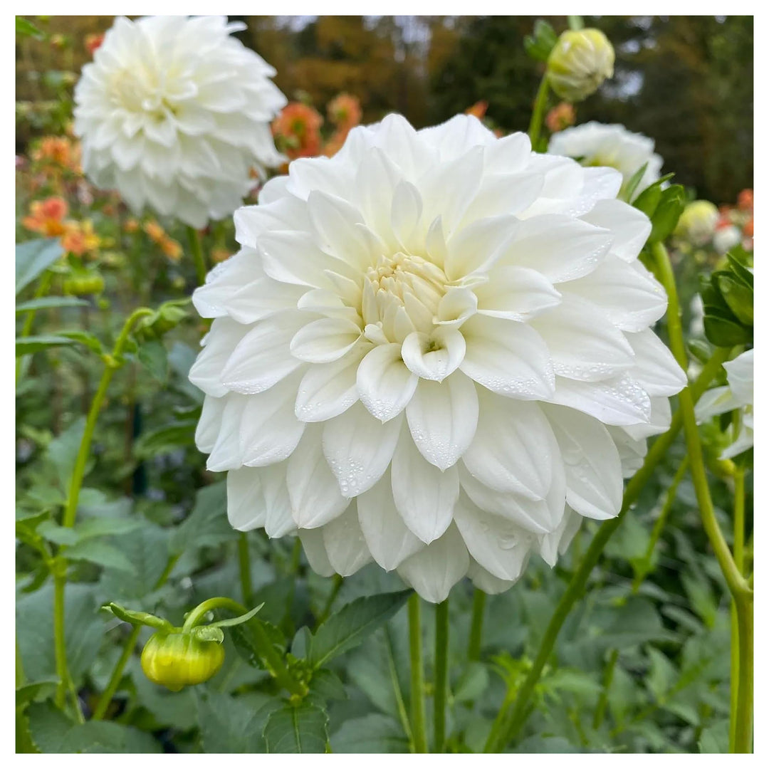 Dahlia Flower Seeds for Planting, Vibrant Blooms, 100 pcs | Neera Seeds product photo [neera-v4-4b43fbbbdf94d92af44d]