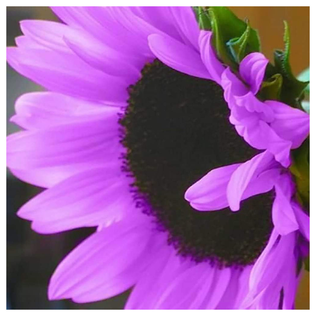 Purple Sunflower Perennial Seeds for Garden Planting – Heirloom Non-GMO High Germination Organic Garden Seeds | Neera Seeds product photo [neera-v4-4b4693f8c14188601c21]