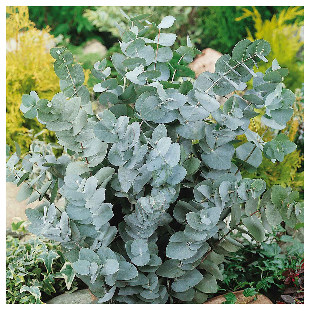 White Perennial Eucalyptus Silver Dollar Tree Seeds for Planting – Heirloom Non-GMO Organic Seeds, High Germination | Neera Seeds product photo [neera-v4-4b4ffebc6812899d39da]