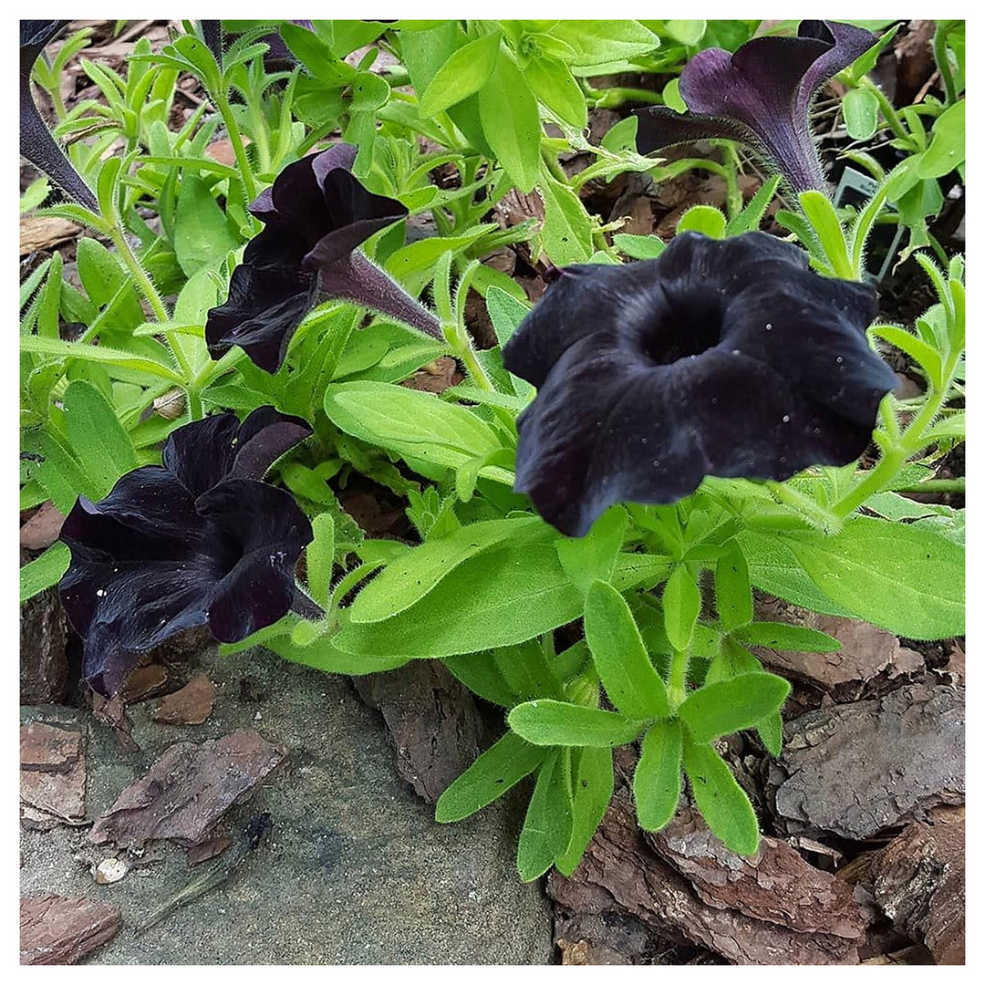 Black Petunia Flower Seeds for Garden Planting - Heirloom, NON-GMO Seeds - Easy to Grow Blooms | Neera Seeds product photo [neera-v4-4b56ffe96758c92081ad]
