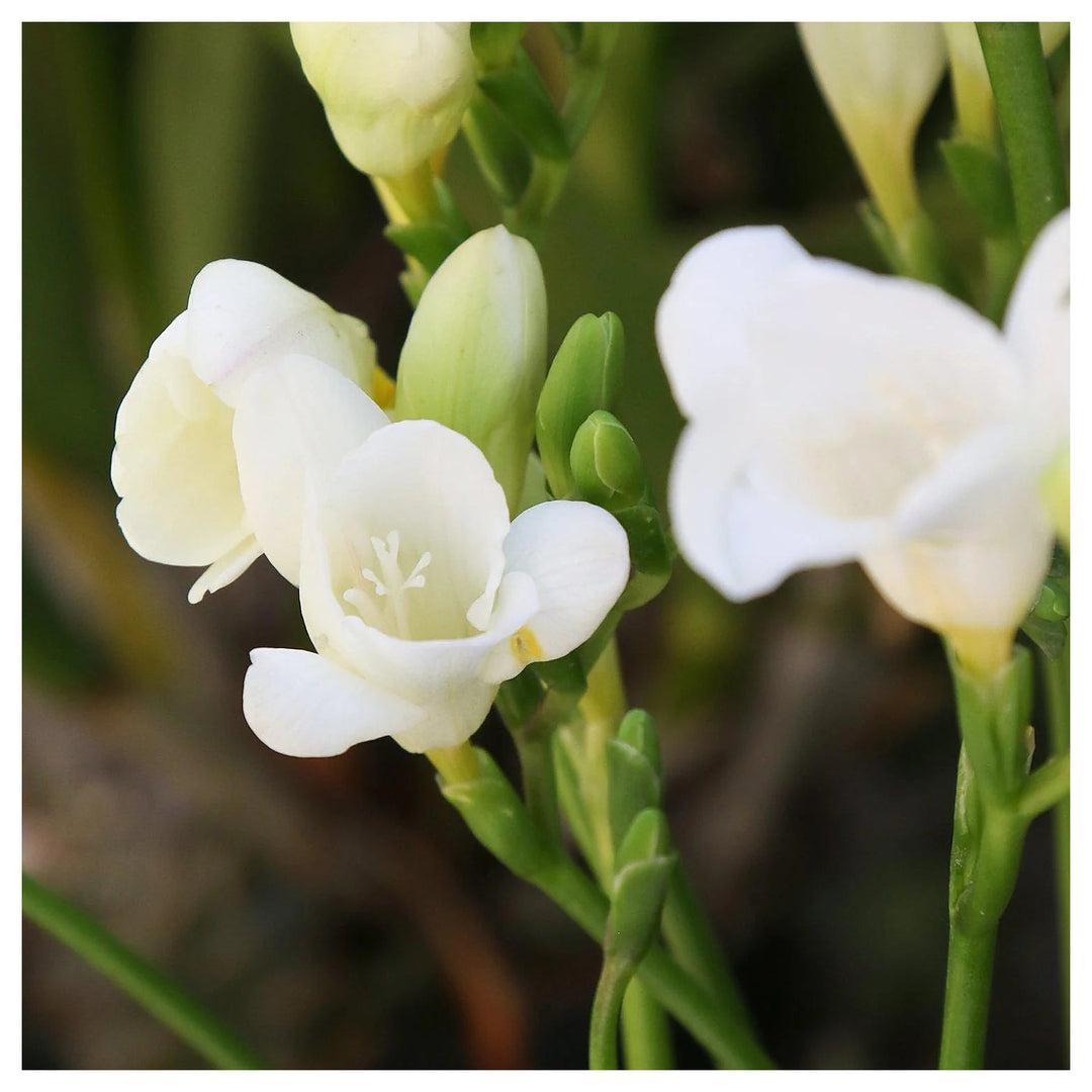 White Freesia Seeds for Planting – Organic, Heirloom, Non-GMO Flower Seeds | Neera Seeds product photo [neera-v4-4b570cc143696da53938]