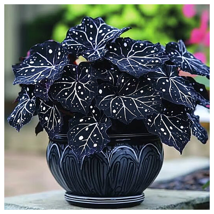 Black Moonlight Butterfly Begonia Flower Seeds – Heirloom, Non-GMO, High Germination Seeds | Neera Seeds product photo [neera-v4-4b64f31d743e2b852ea8]