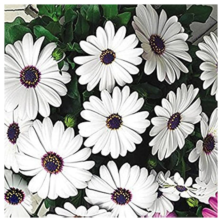 Heirloom Non-GMO Eyed Flower Seeds for Planting – Unique Ornamental Garden Blooms | High Germination | Neera Seeds product photo [neera-v4-4b660080ecb4d943d675]