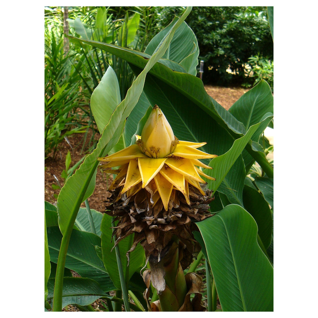 Heirloom Musella Lasiocarpa Flower Seeds for Planting – Rare Tropical Garden Plant | Neera Seeds product photo [neera-v4-4b6bc4abe15d25150194]