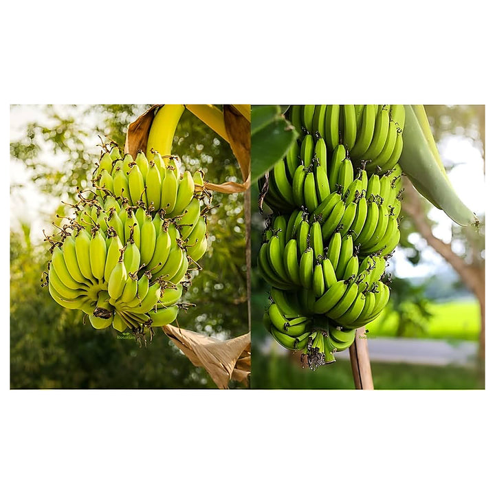 Cavendish Banana Fruit Seeds – Green Tropical Variety for Garden Planting | Neera Seeds product photo [neera-v4-4b92b73b8c0511d8e873]