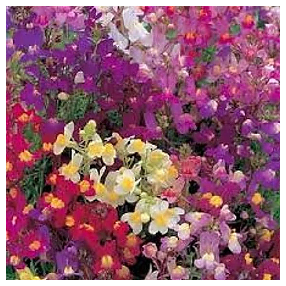 Linaria maroccana Flower Seeds for Planting – Heirloom & Non-GMO Moroccan Toadflax Blooms for Wildflower and Cottag | Neera Seeds product photo [neera-v4-4ba672d3855f85b7e5ee]