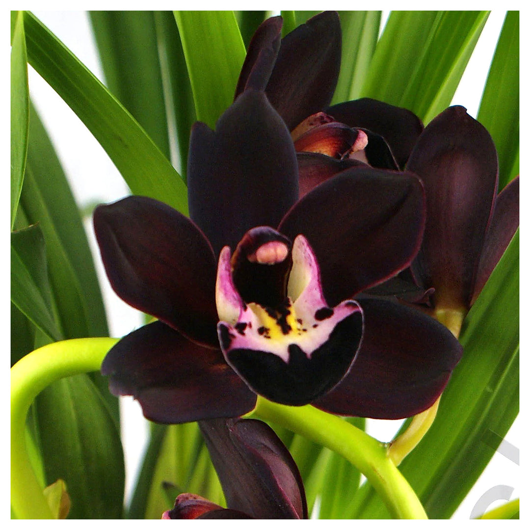 Heirloom Non-GMO Black Cymbidium Faberi Flower Seeds for Exotic Garden and Indoor Planting | Neera Seeds product photo [neera-v4-4ba9b2e99b20c44fb314]