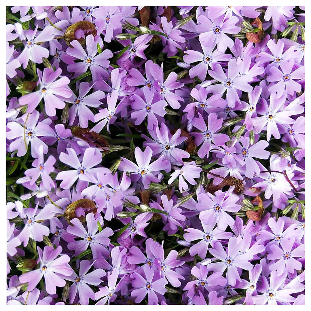Lavender Linanthus Flower Seeds for Planting – Heirloom, Non-GMO Seeds for Fragrant Garden Blooms | Neera Seeds product photo [neera-v4-4bb4ce08e41148339c7c]