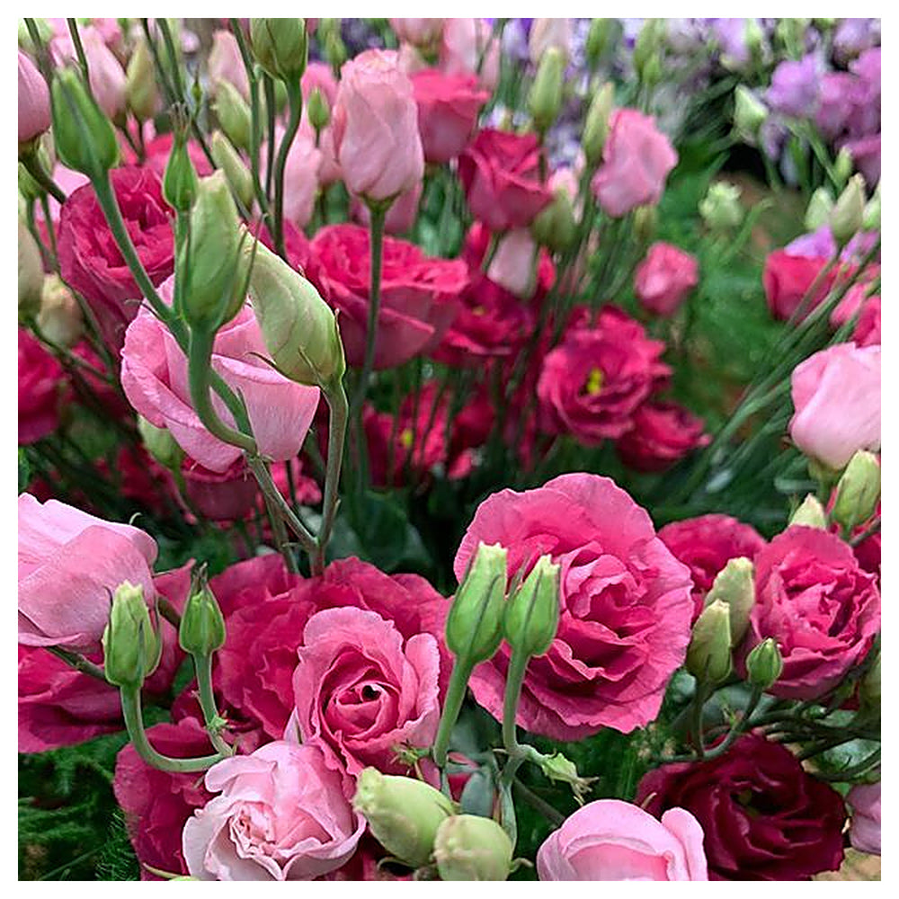 Deep Red Eustoma (Lisianthus) Flower Seeds for Planting – Heirloom, Non-GMO, High Germination, Easy to Grow | Neera Seeds product photo [neera-v4-4bb81fd15b78f11b64ed]
