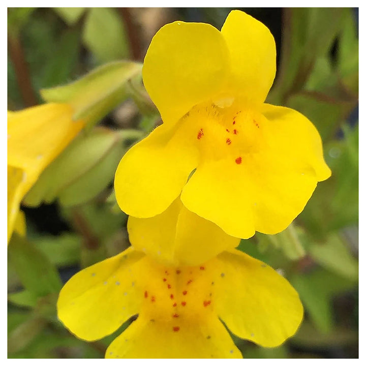 Heirloom Mimulus Guttatus Flower Seeds – Non-GMO Yellow Monkey Flower for Wetland Garden Planting | Neera Seeds product photo [neera-v4-4bc066d6ae7d804294e2]