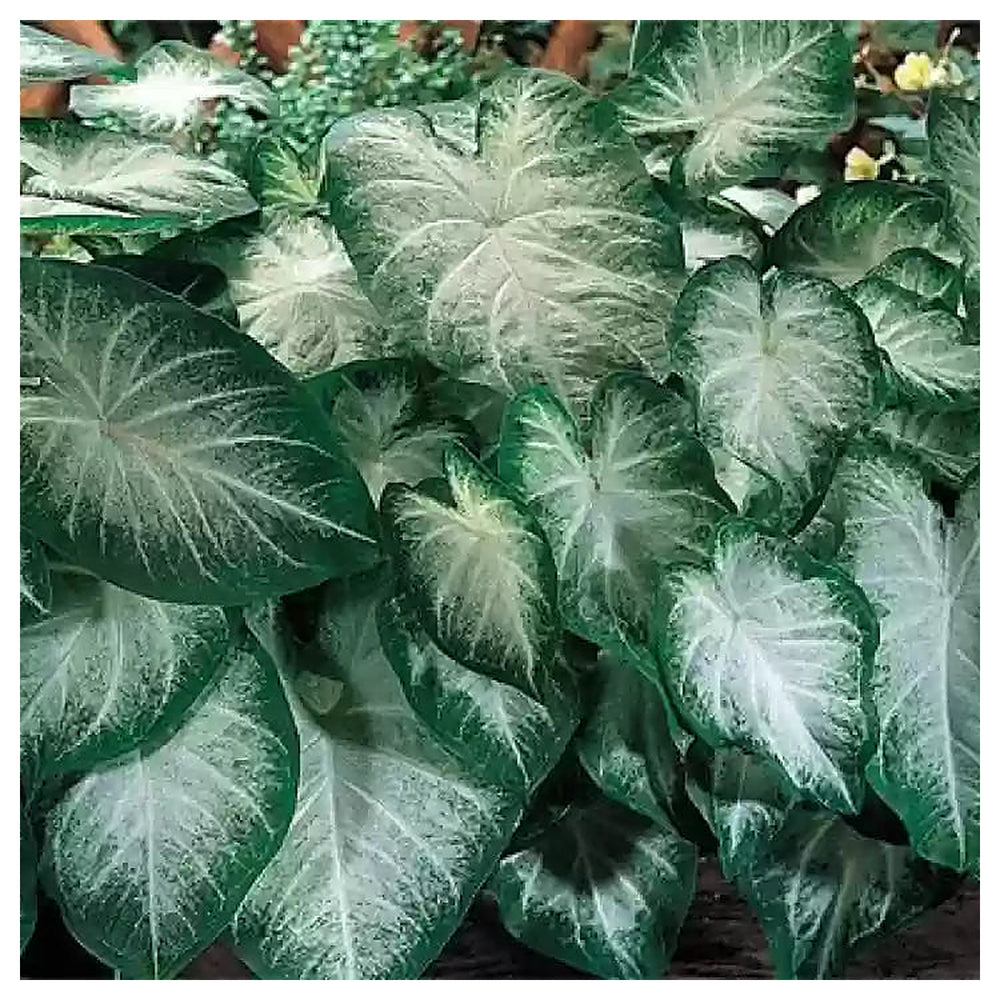 Leaf Caladium Aaron Seeds – Heirloom, Non-GMO, High Germination Organic Garden Seeds for Planting | Neera Seeds product photo [neera-v4-4bee1e39e32b5a7b8748]