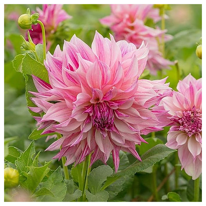 Heirloom Light Pink Dahlia Flower Seeds – Non-GMO | High Germination Organic Garden Seeds for Planting Stunning Blo | Neera Seeds product photo [neera-v4-4bfa899e7cd98f28fad9]