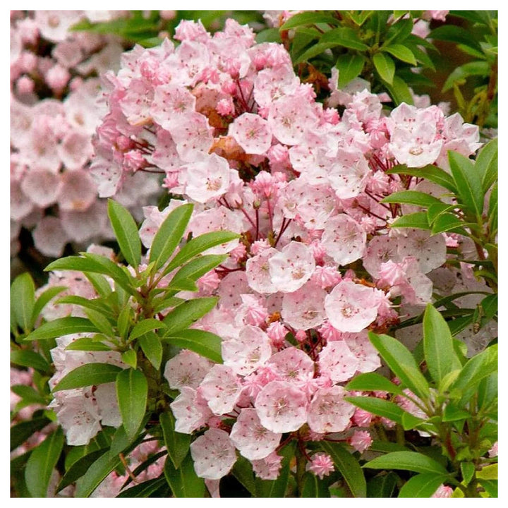 Heirloom Non-GMO Laurel Bush Flower Seeds for Lush Evergreen Garden Planting | Neera Seeds product photo [neera-v4-4c0d35d6fb96d4d8c1fe]