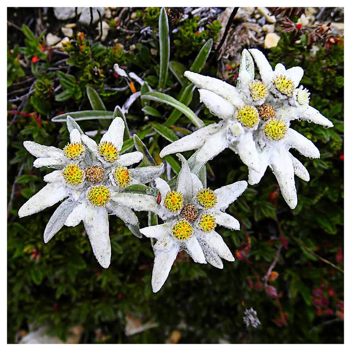 Viola Yedoensis Viola Yedoensis For Planting In Flower Bed Flower Seeds for Home Garden Planting, | Neera Seeds product photo [neera-v4-4c221128e7f3b9cd0dff]