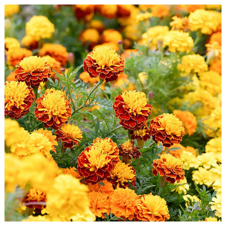 Mixed Marigold Flower Seeds for Planting – Heirloom, Non-GMO, Easy-to-Grow Garden Bloom Seeds for Vibrant Flowers | Neera Seeds product photo [neera-v4-4c247e52651c9af7d28a]