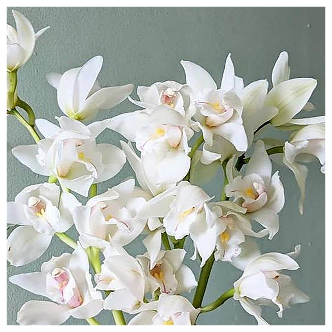 White Cymbidium Orchid Seeds - Heirloom Non-GMO Planting Flower Seeds | Neera Seeds product photo [neera-v4-4c2f242d9cf14ef20f14]