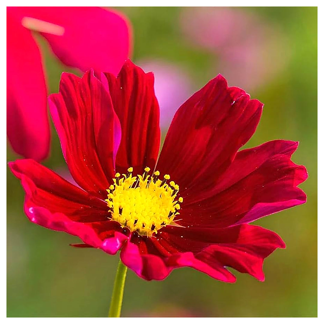 Cosmos Dazzler Cosmos Bipinnatus Flower Seeds for Home Garden Planting, Lush Organic Blooming | Neera Seeds product photo [neera-v4-4c3cf2f4c3a539232ce6]