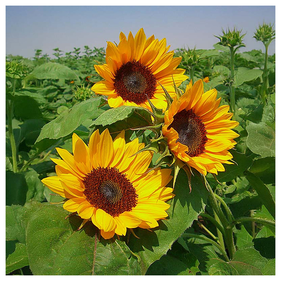 Yellow Hybrid Sunflower Seeds – Heirloom, Non-GMO Flower Seeds for Planting | Neera Seeds product photo [neera-v4-4c4e706555289b19272d]