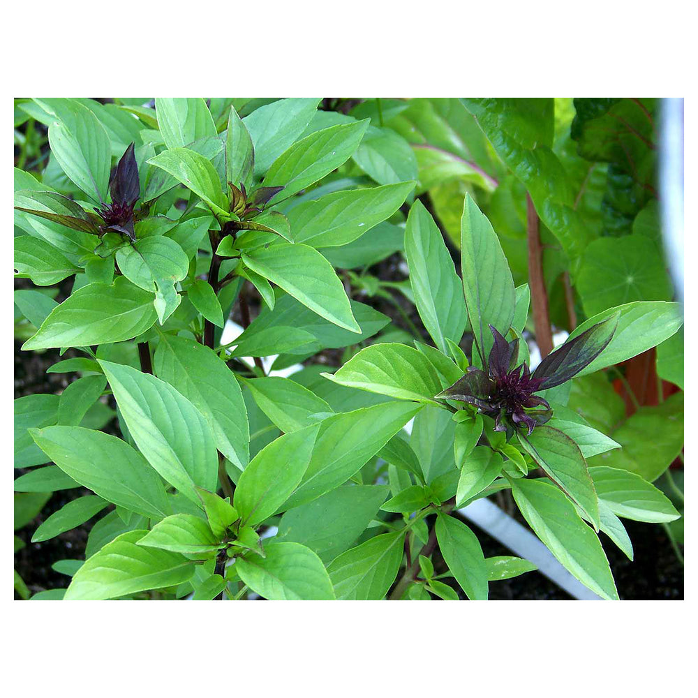 Thai Basil Herb Seeds for Planting – Heirloom, Non-GMO, High Germination Organic Garden Seeds for Culinary Use | Neera Seeds product photo [neera-v4-4c4e8395534493baa7fb]