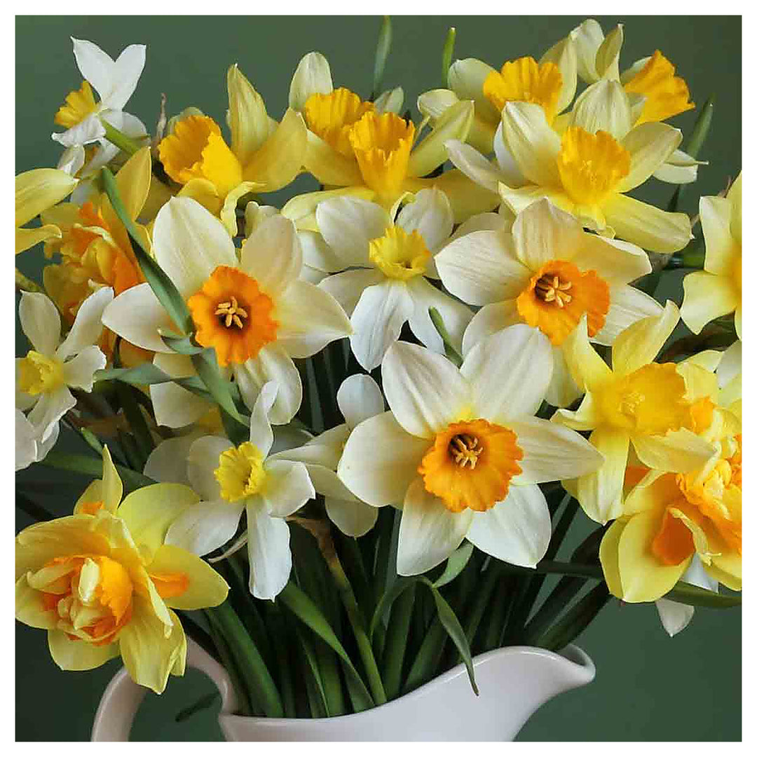 Yellow Mix Double Petal Narcissus Flower Seeds – Heirloom, Non-GMO, High Germination Organic Garden Seeds | Neera Seeds product photo [neera-v4-4c521781936ac702854e]