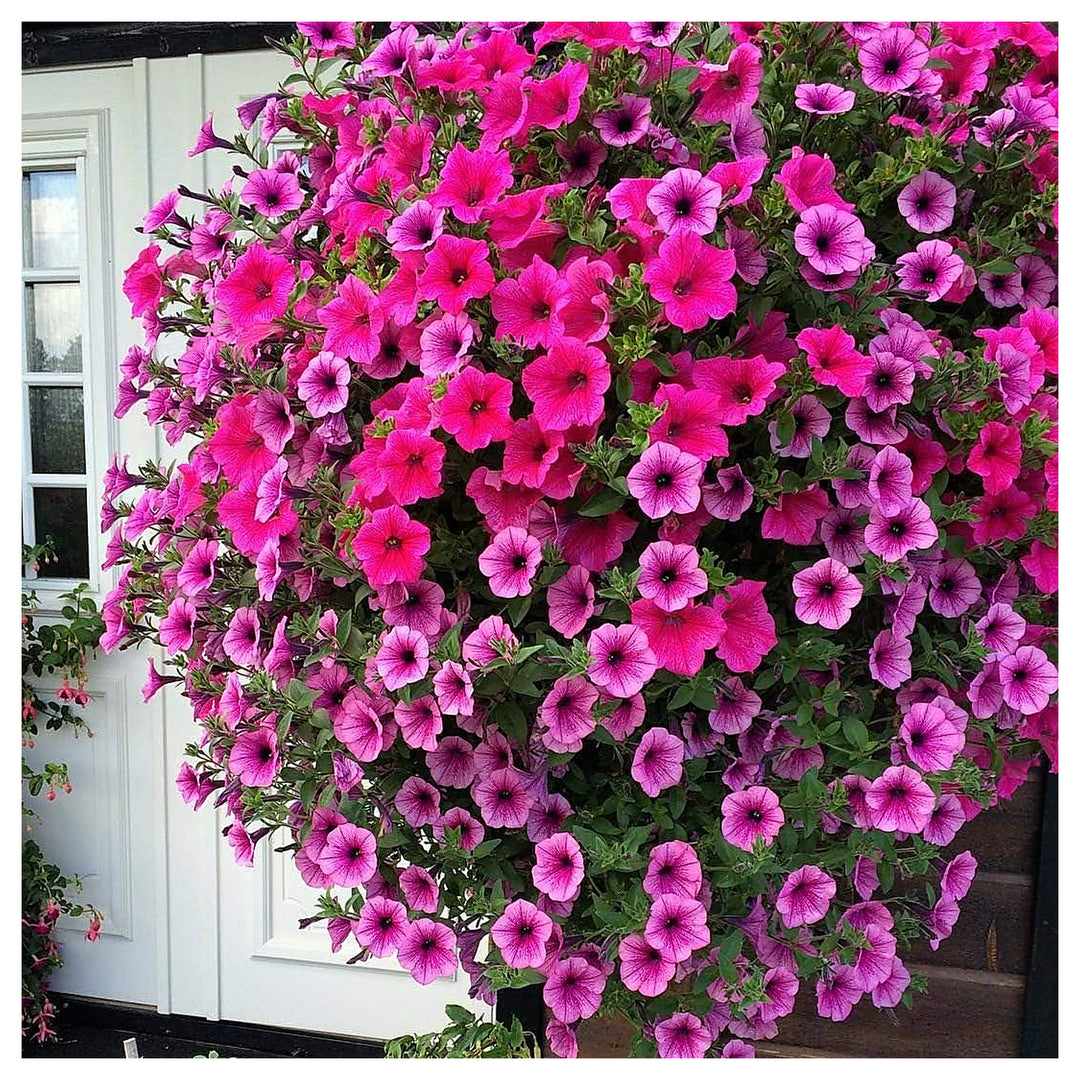 Pink Violet Hanging Petunia Flower Seeds for Planting – Heirloom, Non-GMO, High Germination Organic Seeds | Neera Seeds product photo [neera-v4-4c5ae98f928e2112c9b0]