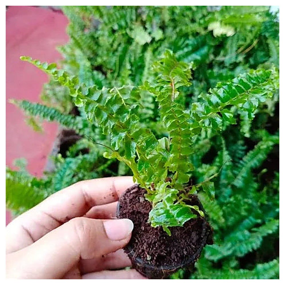 Heirloom Non GMO Fern Green Plant Seeds for Planting - Organic Garden Seeds for Indoor and Outdoor Growing | Neera Seeds product photo [neera-v4-4c7191aa175e41140530]