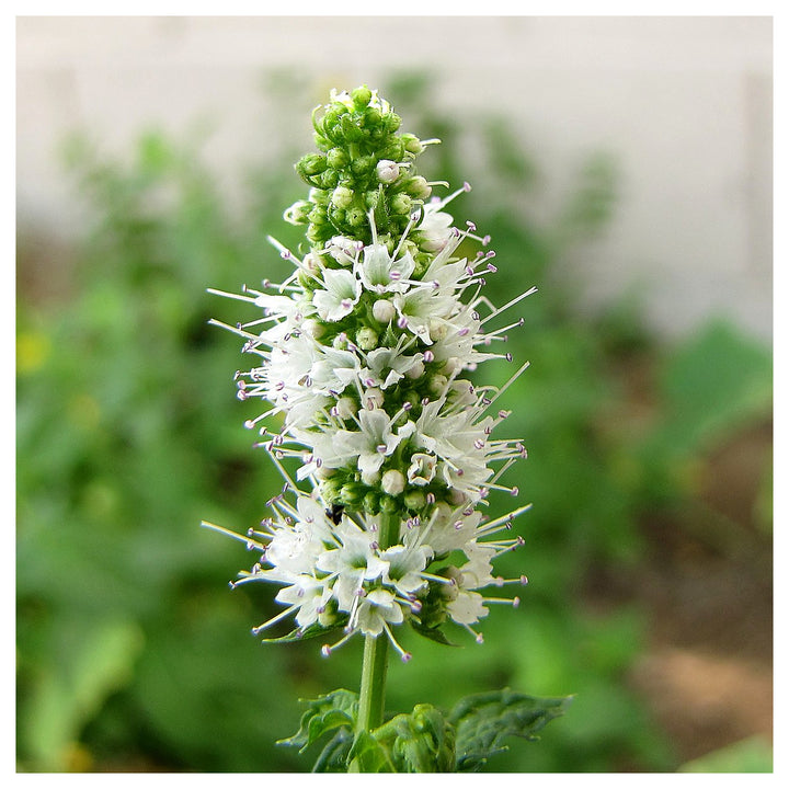 Heirloom Mint Flower Seeds, Non-GMO Fragrant Herb Blooms for Culinary and Garden Planting | Neera Seeds product photo [neera-v4-4c7c25afa86b651e7a10]