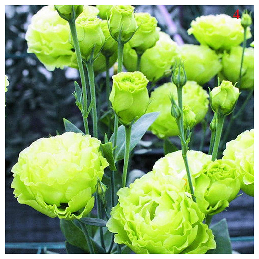 Green Eustoma Lisianthus Flower Seeds for Planting – Heirloom, Non-GMO, High Germination Organic Garden Seeds | Neera Seeds product photo [neera-v4-4c828f84d714c1a7c34a]
