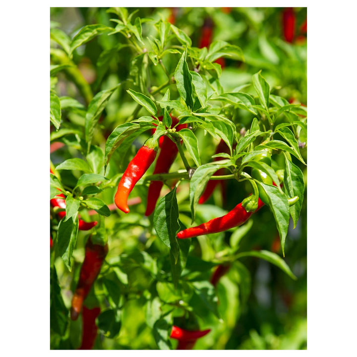 Short Cayenne Pepper Seeds – Indian Dry Red Chili Vegetable Seeds for Planting, High Yield, Non-GMO, Heirloom Varie | Neera Seeds product photo [neera-v4-4c8bc3dc483345d2a094]