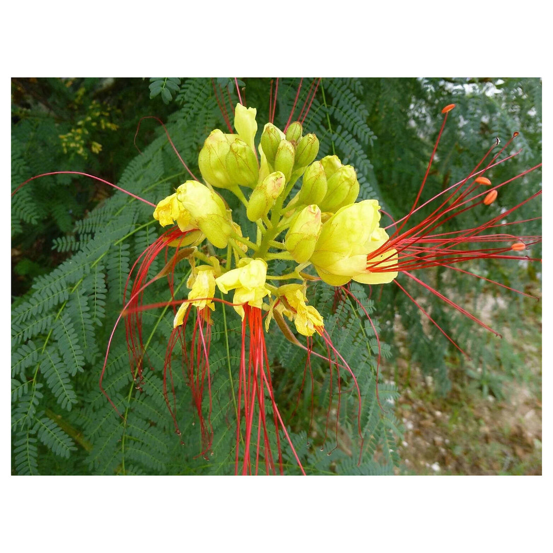 Caesalpinia Gilliesii Flower Seeds for Planting – Heirloom, Non-GMO Seeds for Exotic Blooms | Neera Seeds product photo [neera-v4-4c94a041a21cc712833b]
