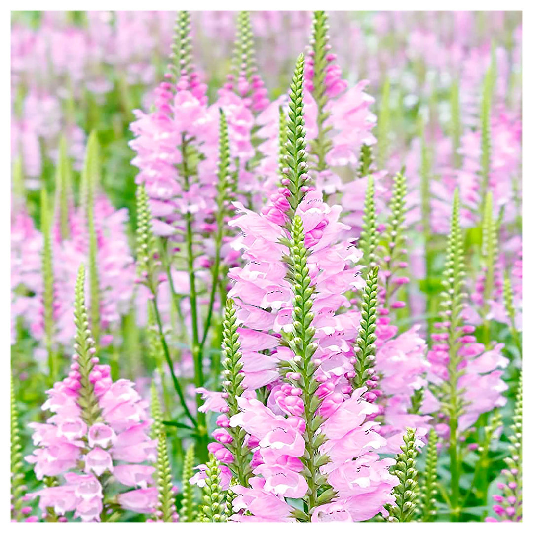 Showy Obedient Plant Physostegia Virginiana Planting Cottage Garden Flower Border Flower Seeds | Neera Seeds product photo [neera-v4-4c9bbd2a5ec29dc7ddc5]