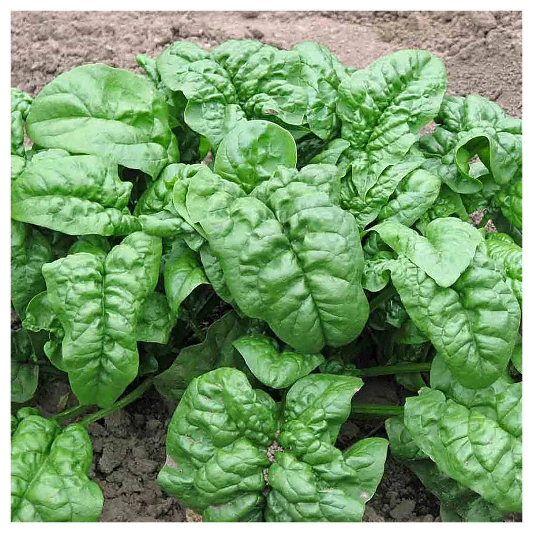 Noble Giant Spinach Seeds - Heirloom Non-GMO Vegetable Seeds  for Planting | Neera Seeds product photo [neera-v4-4ca18e20f8bf378ede49]