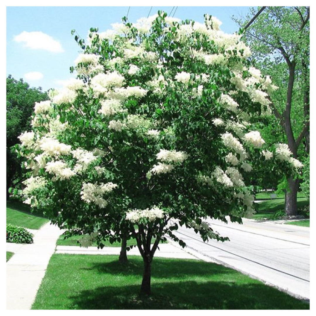 Japanese Lilac Tree Syringa Reticulata Flower Seeds for Planting Heirloom Non-GMO High Germination Organic Garden S | Neera Seeds product photo [neera-v4-4ca213ffe1b326b30006]