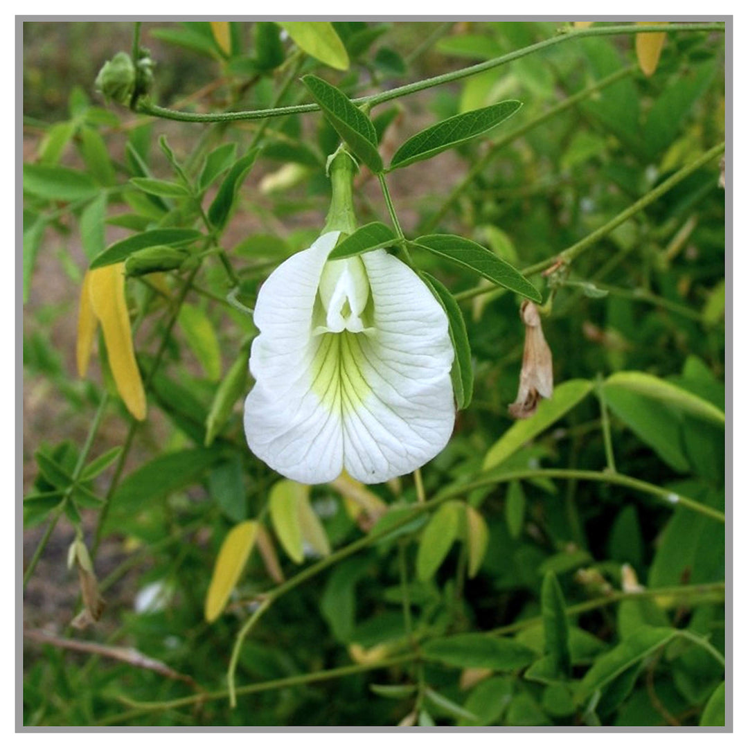 Organic Heirloom Clitoria Flower Seeds for Planting – White Blooms Non-GMO High Germination Medicinal Vines | Neera Seeds product photo [neera-v4-4ca8093fec6a31900abf]