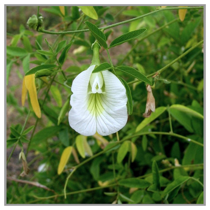 Organic Heirloom Clitoria Flower Seeds for Planting – White Blooms Non-GMO High Germination Medicinal Vines | Neera Seeds product photo [neera-v4-4ca8093fec6a31900abf]