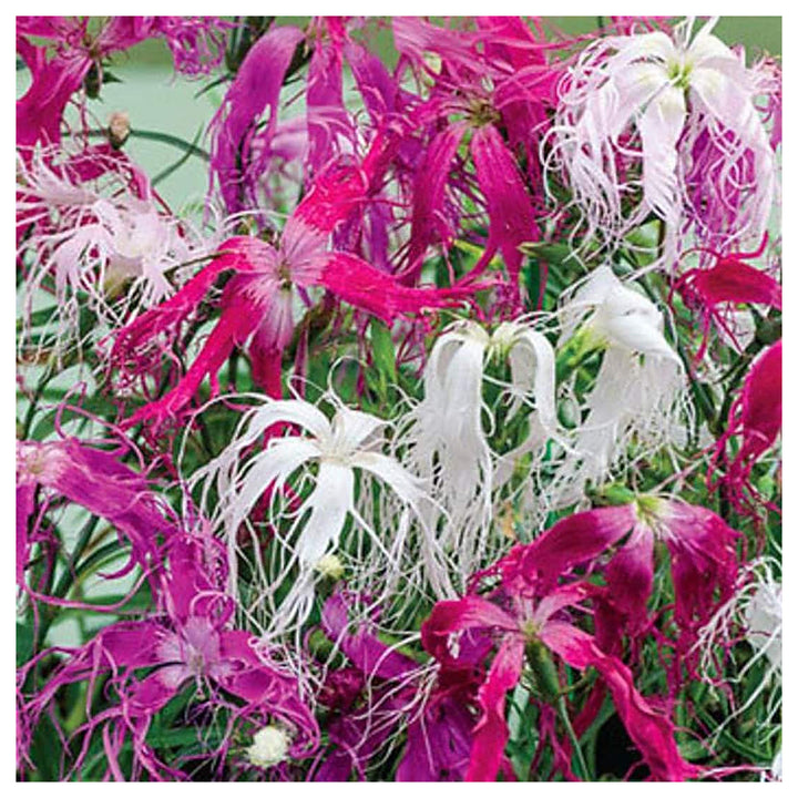 Dianthus Spooky Mix For Festive Colorful Blooms Flower Seeds for Home Garden Planting, Vibrant | Neera Seeds product photo [neera-v4-4cb3144706af434dfcbf]