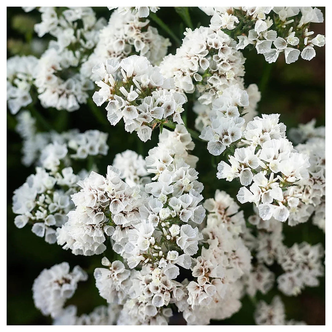 Heirloom Non-GMO Limonium Sinuatum Iceberg Flower Seeds for Planting – White Everlasting Blooms | High Germination | Neera Seeds product photo [neera-v4-4cd504318aa3c28fe9fb]