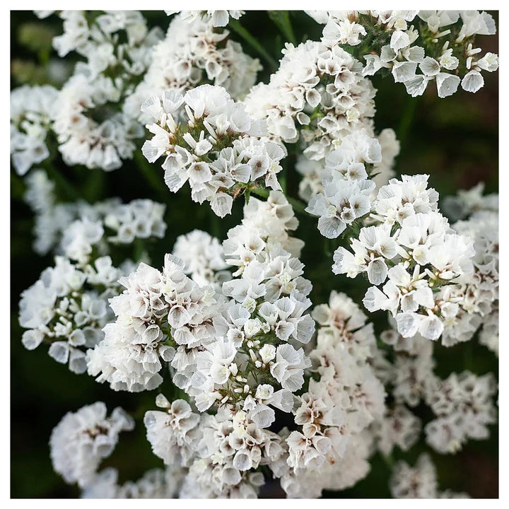 Heirloom Non-GMO Limonium Sinuatum Iceberg Flower Seeds for Planting – White Everlasting Blooms | High Germination | Neera Seeds product photo [neera-v4-4cd504318aa3c28fe9fb]