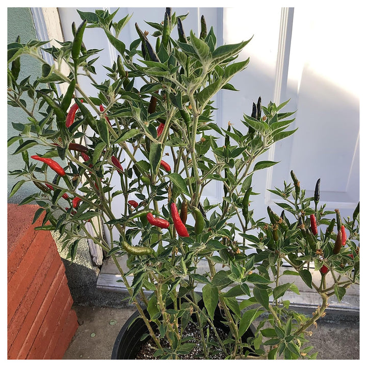 Capsicum Pepper Seeds for Planting – Heirloom, Non-GMO, Organic Garden Seeds with High Germination Rate | Neera Seeds product photo [neera-v4-4cfa388f6e344230d78c]
