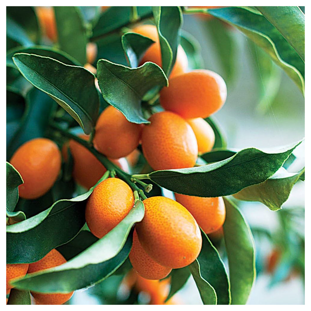 Sweet Cherry Lime Tree Seeds for Planting – Ideal for Small Gardens & Decorative Landscaping, Heirloom, Non-GMO See | Neera Seeds product photo [neera-v4-4cfe7e8154b1470cdf38]