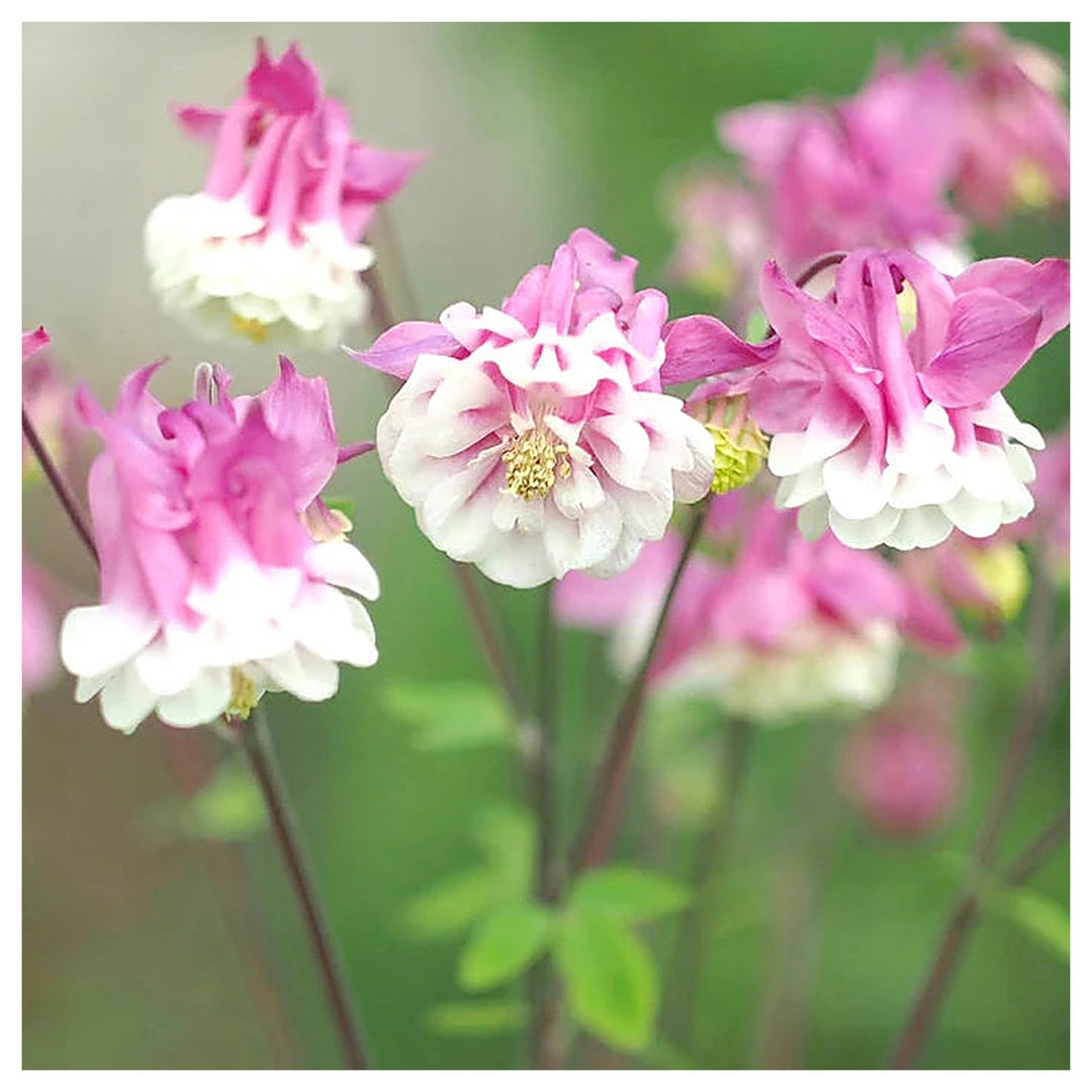 Heirloom Tower Columbine Flower Seeds for Planting, Non-GMO | Neera Seeds product photo [neera-v4-4d1badef651ab1d2a56c]