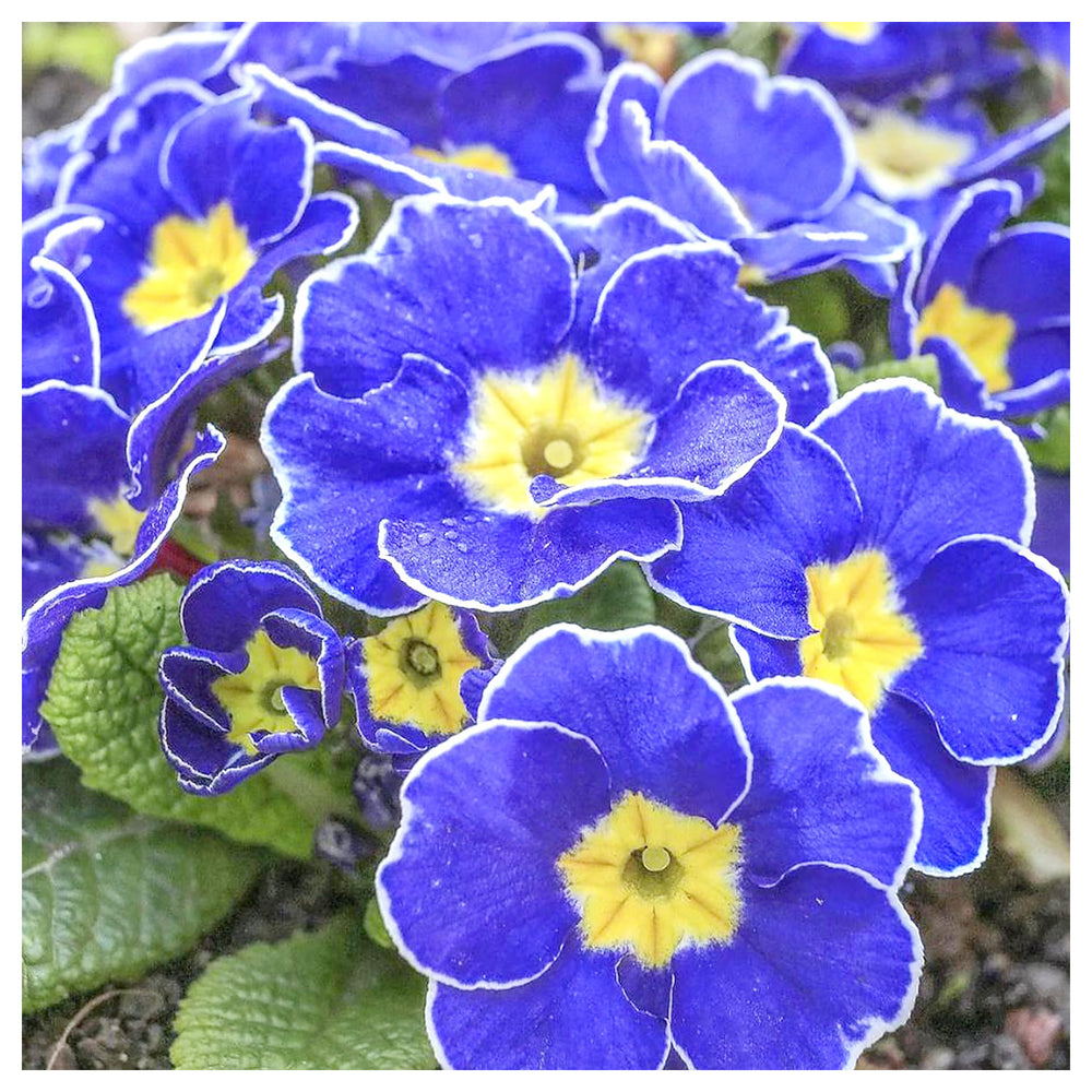 Heirloom Non-GMO Blue Evening Primrose Flower Seeds for Planting – Fragrant Garden Blooms | High Germination | Neera Seeds product photo [neera-v4-4d2217a5044172a4c60d]