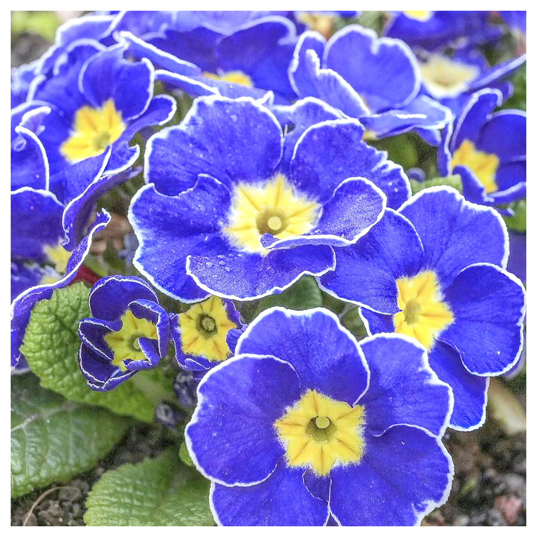 Heirloom Non-GMO Blue Evening Primrose Flower Seeds for Planting – Fragrant Garden Blooms | High Germination | Neera Seeds product photo [neera-v4-4d2217a5044172a4c60d]