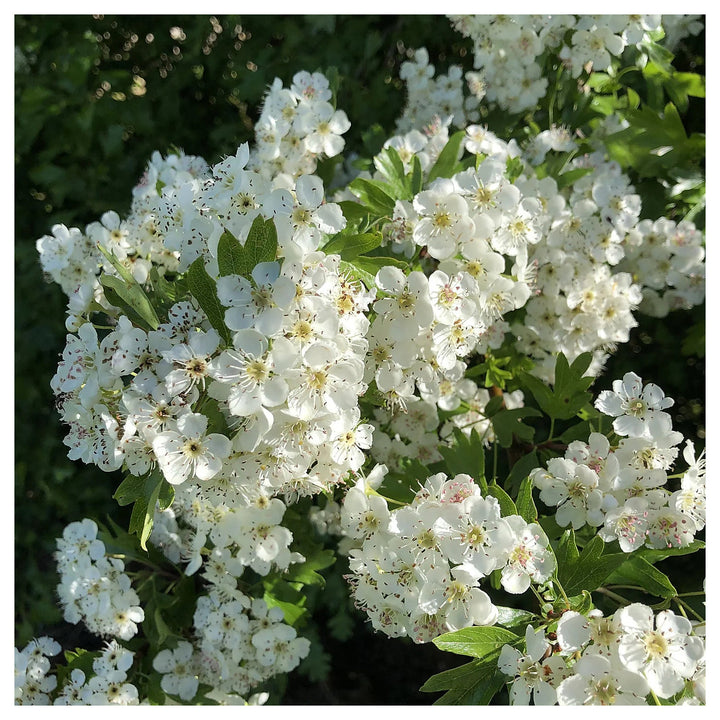 White Crataegus Flower Seeds for Planting - Heirloom Non-GMO High Germination Organic Garden Seeds | Neera Seeds product photo [neera-v4-4d28c7149649c62ba0a7]