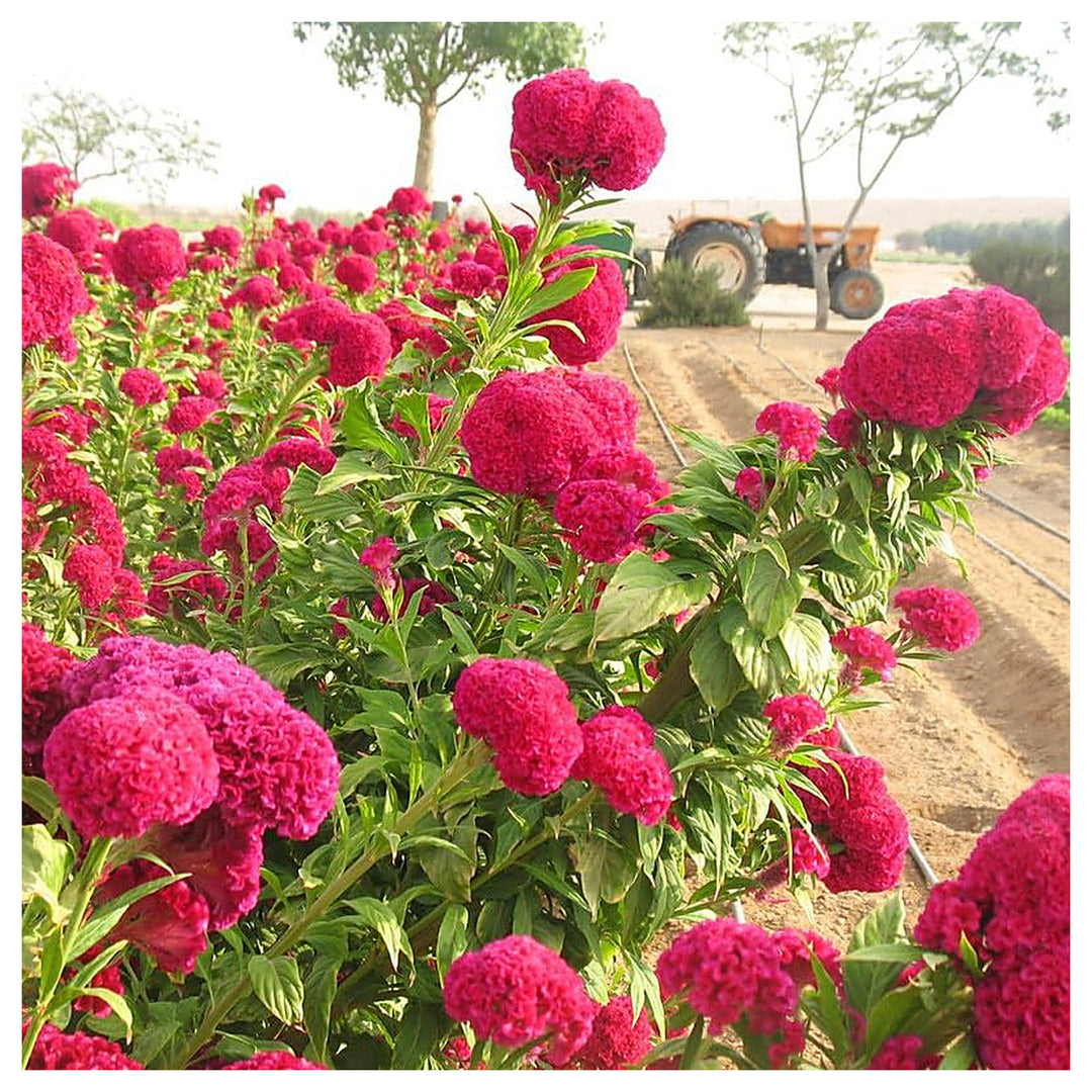 Higro Rose Celosia Flower Seeds for Home Garden Planting, Landscape Organic Blooming Collection | Neera Seeds product photo [neera-v4-4d2bf5dcbac2fc5bb119]